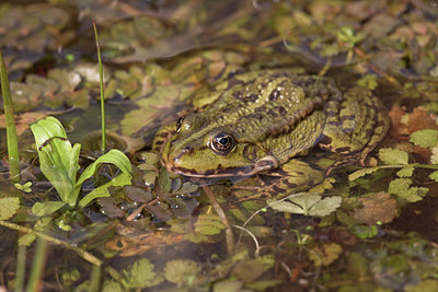 BUITEN BEELD Foto: 30968