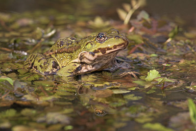 BUITEN BEELD Foto: 30969