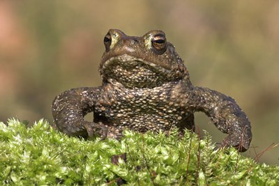 BUITEN BEELD Foto: 30971