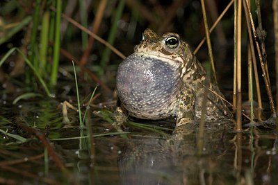 BUITEN BEELD Foto: 30972