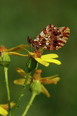 BUITEN BEELD Foto: 309001