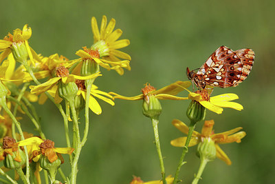 BUITEN BEELD Foto: 309003