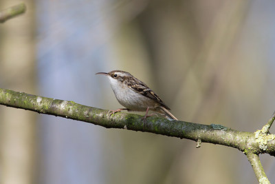 BUITEN BEELD Foto: 309011