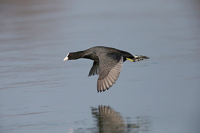 BUITEN BEELD Foto: 309015