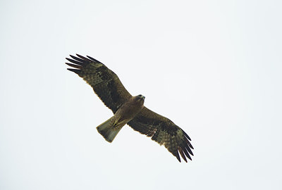 BUITEN BEELD Foto: 309024