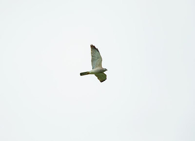 BUITEN BEELD Foto: 309025