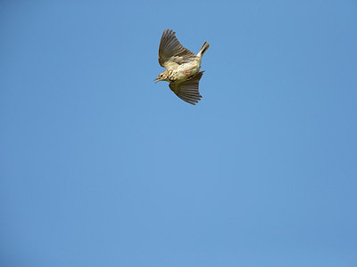 BUITEN BEELD Foto: 309036