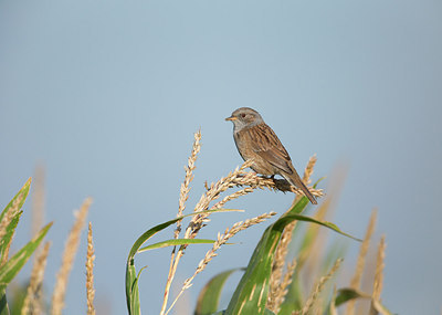 BUITEN BEELD Foto: 309045