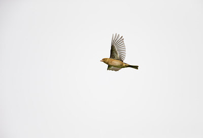 BUITEN BEELD Foto: 309047