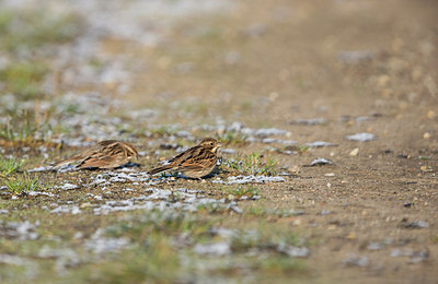 BUITEN BEELD Foto: 309051