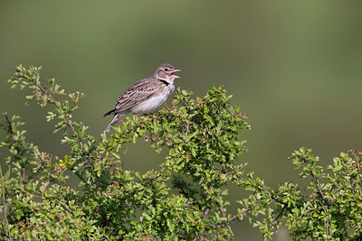 BUITEN BEELD Foto: 309061