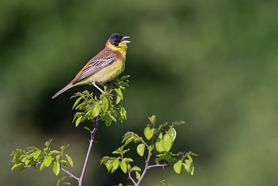 BUITEN BEELD Foto: 309062