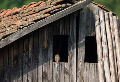 BUITEN BEELD Foto: 309065