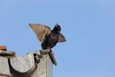 BUITEN BEELD Foto: 309072