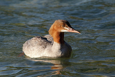 BUITEN BEELD Foto: 309073