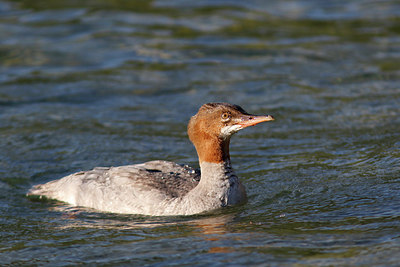 BUITEN BEELD Foto: 309074