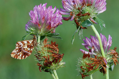 BUITEN BEELD Foto: 309077