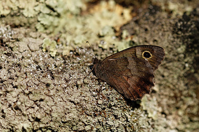 BUITEN BEELD Foto: 309085