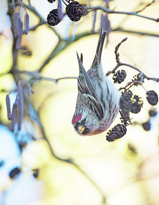 BUITEN BEELD Foto: 309089