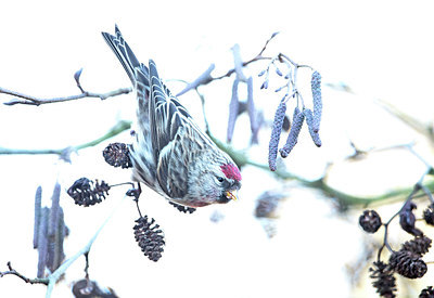 BUITEN BEELD Foto: 309090