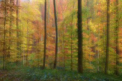 BUITEN BEELD Foto: 309116