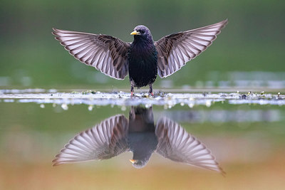 BUITEN BEELD Foto: 309159