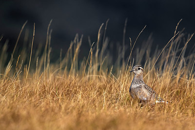 BUITEN BEELD Foto: 309163