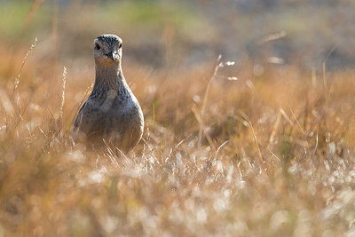 BUITEN BEELD Foto: 309167