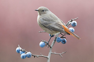 BUITEN BEELD Foto: 309190