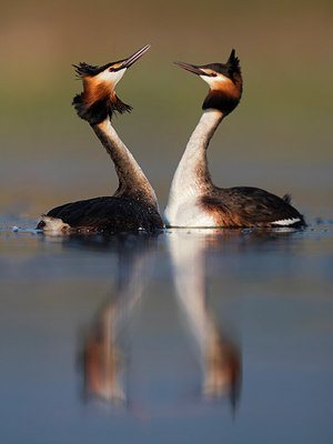BUITEN BEELD Foto: 309231