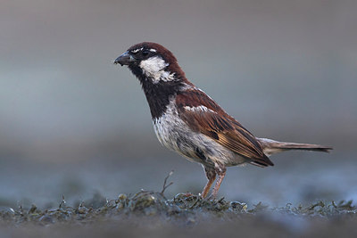 BUITEN BEELD Foto: 309262