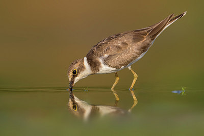 BUITEN BEELD Foto: 309270
