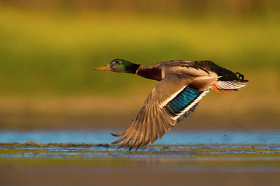 BUITEN BEELD Foto: 309277