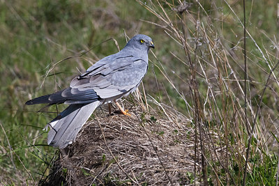 BUITEN BEELD Foto: 309284
