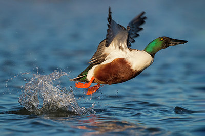 BUITEN BEELD Foto: 309291