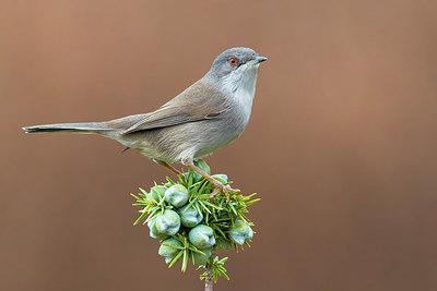 BUITEN BEELD Foto: 309339