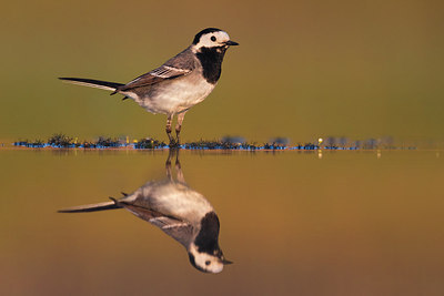 BUITEN BEELD Foto: 309368