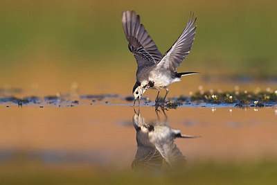 BUITEN BEELD Foto: 309371