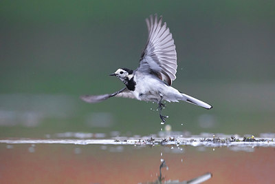BUITEN BEELD Foto: 309373