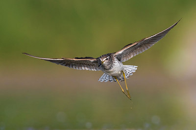 BUITEN BEELD Foto: 309388