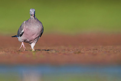 BUITEN BEELD Foto: 309401