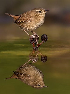 BUITEN BEELD Foto: 309406