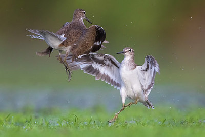 BUITEN BEELD Foto: 309447