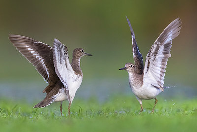 BUITEN BEELD Foto: 309448