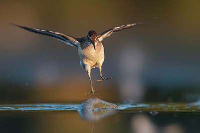 BUITEN BEELD Foto: 309452