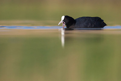 BUITEN BEELD Foto: 309456