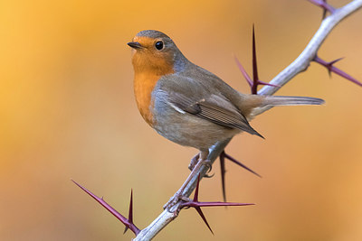 BUITEN BEELD Foto: 309462