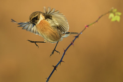 BUITEN BEELD Foto: 309465