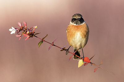 BUITEN BEELD Foto: 309470