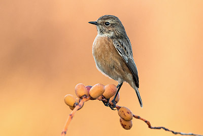 BUITEN BEELD Foto: 309471